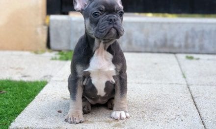 Petworking: So Many Pooches!