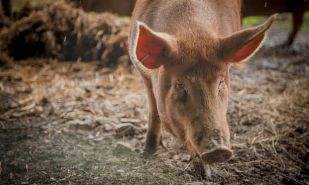 Get Set, Grow! Greedy Pig’s Pantry Ltd