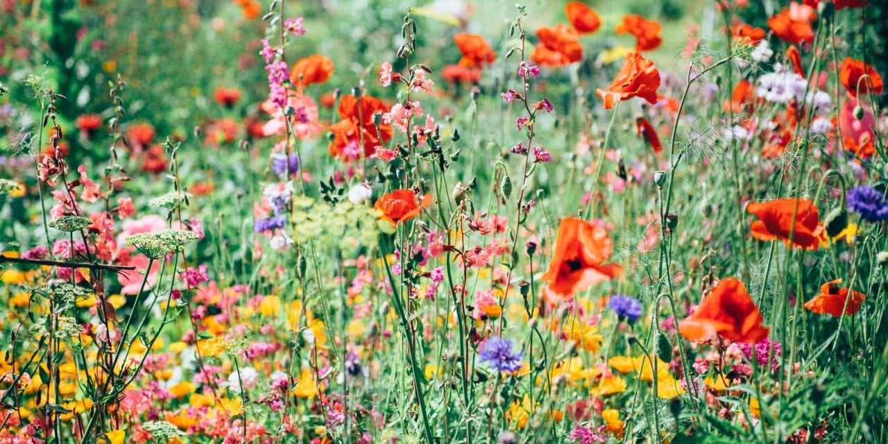 Blooming Lovely; Wildflowers Are Back In Exeter