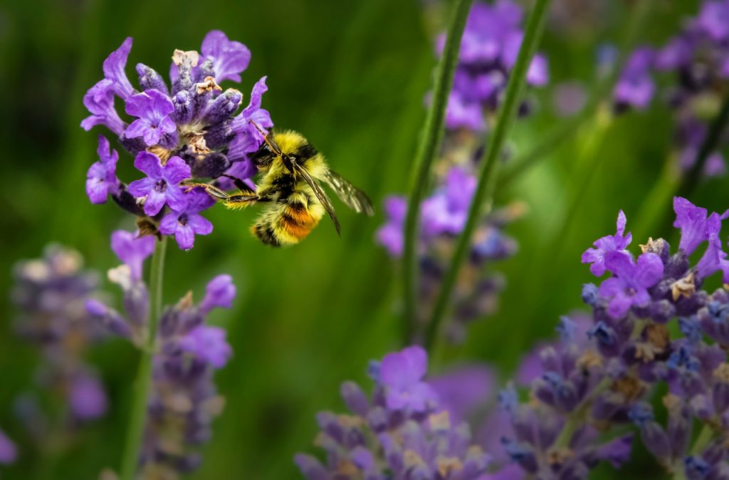 Wild City Project wildflowers Grow