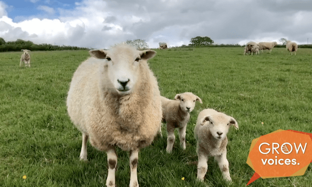 Sheep Farming // Grow Voices // Jen Marsh