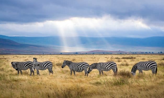 NETFLIX CELEBRATES AFRICA MONTH WITH MADE IN AFRICA COLLECTION