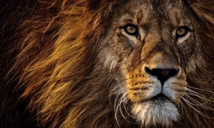 NEW KENYAN LION COUNT IS THE CAT’S WHISKERS!