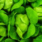 Live Green