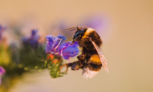 Art Made for Insects – Pollinator Pathmaker